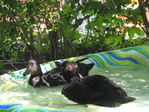 swimming is a great way to cool down when things get hot